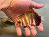 Harlequin Tuskfish