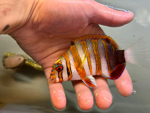 Harlequin Tuskfish