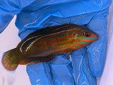 Christmas Wrasse, SSC