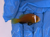 Rose Skunk Clownfish