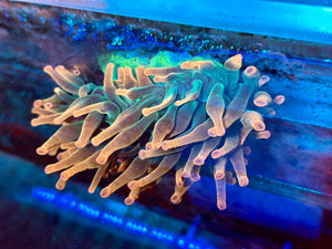 Bubbletip Anemone