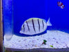 Convict Tang