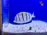 Convict Tang