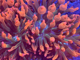 Rainbow Bubble Tip Anemone