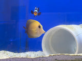 Scopas Tang