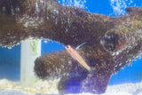 Yasha Shrimp Goby