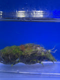 Slipper Lobster