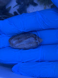 Olive Snail
