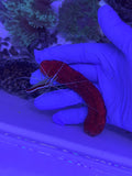 Pink/Black Sea Cucumber
