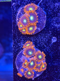 Wildfire Zoanthids Coral Frag