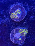 Burning Man Zoanthids Coral Frag