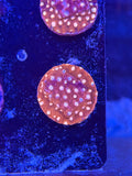 Red on Red Cyphastrea Coral Frag
