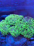 Splatter Hammer Coral