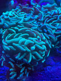 Green Branching Hammer Coral