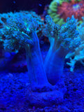 Green Kenya Tree Leather Coral