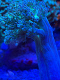 Green Kenya Tree Leather Coral