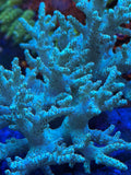 Green Nepthea Leather Coral