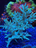 Green Sinularia Finger Leather Coral