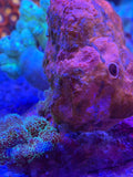Orange Ball Sponge