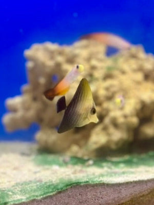 Black Longnose Tang Hybrid