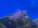 Longnose Hawkfish