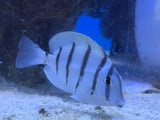 Convict Tang