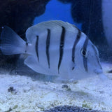 Convict Tang