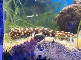 Tigertail Cucumber