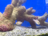 Picket Fence Cardinalfish