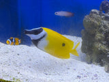 One Spot Foxface Rabbitfish