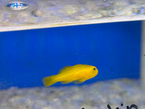 Clown Goby (aka Coral Goby)