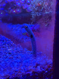 Spotted Garden Eel