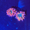 Bubble Tip Anemone