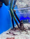 ORA Sprouted Red Mangrove