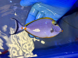 Blonde Naso Tang