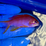 Orange Lyretail Anthias