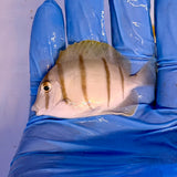 Convict Tang