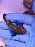 Red Mandarin