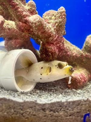 Black Spotted Dogface Puffer
