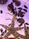 Frilly Arrow Crab