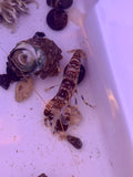 Tiger Pistol Shrimp