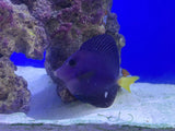 Purple Tang