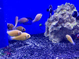 Pink Skunk Clownfish