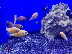 Pink Skunk Clownfish