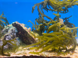 Green Finger (Codium sp.) Macro Algae