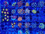 Mixed Variety Zoanthid Coral