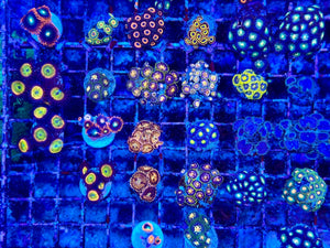 Mixed Variety Zoanthid