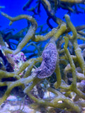 Green Sea Hare