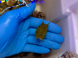 Longhorn Cowfish