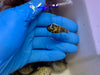 Pineapple Fish